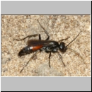 Arachnospila anceps - Wegwespe w002b 7-8mm - OS-Wallenhorst-Sandgrube-det.jpg